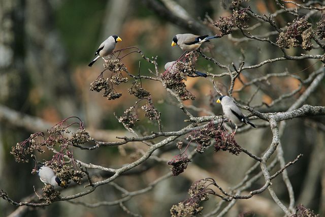 鳥の集まる木